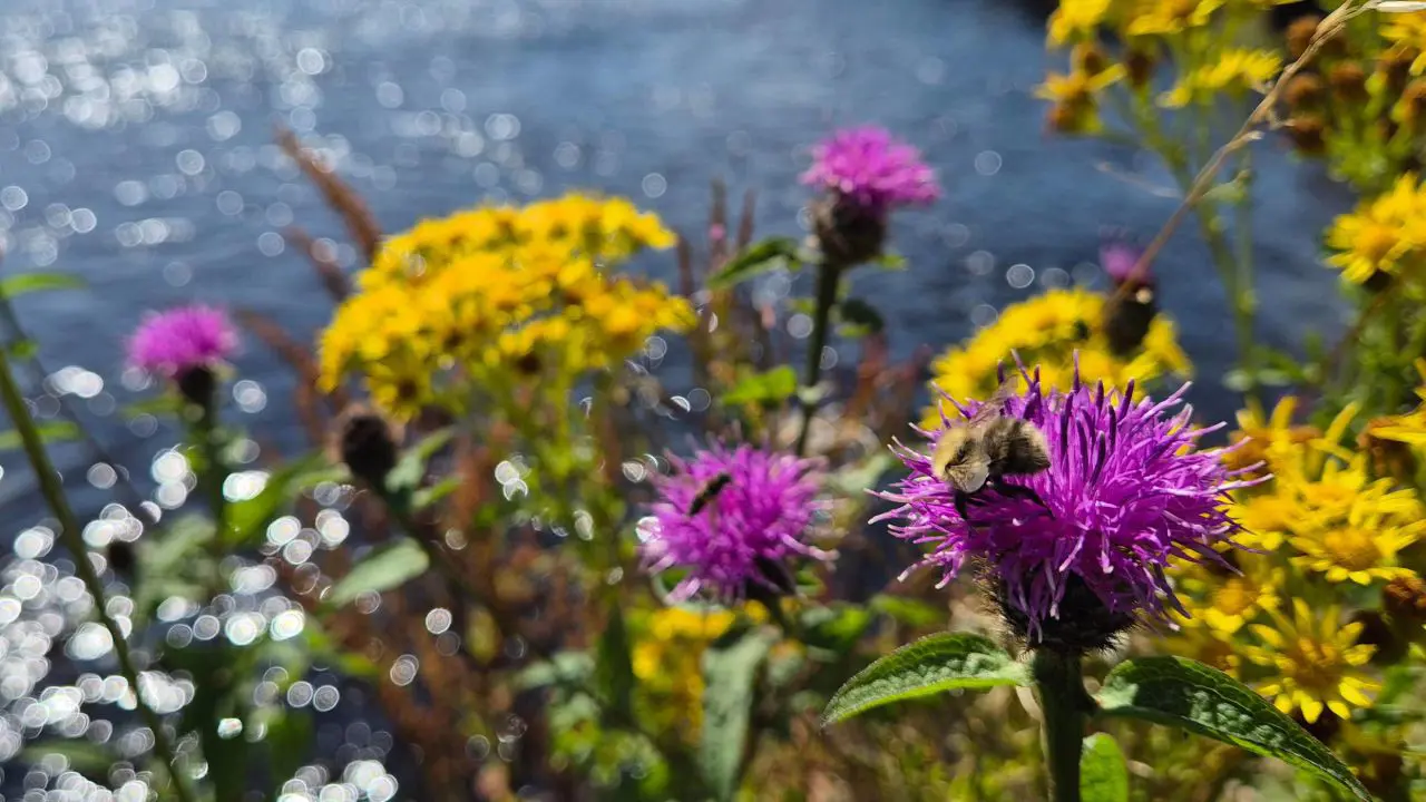 River-Annan-Bodesbeck-Lochbrow-Rewilding-2-Invertibrates