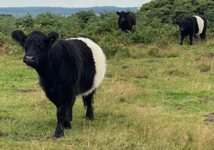 Belted Galloway