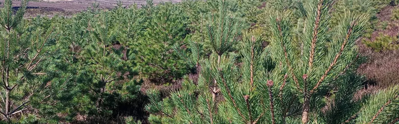 Carbon credits: a tangle of taxing questions: Carbon Market Comes Of Age