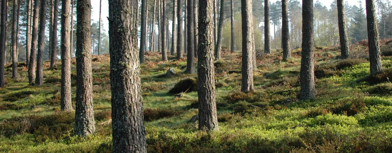 Forest Management Services