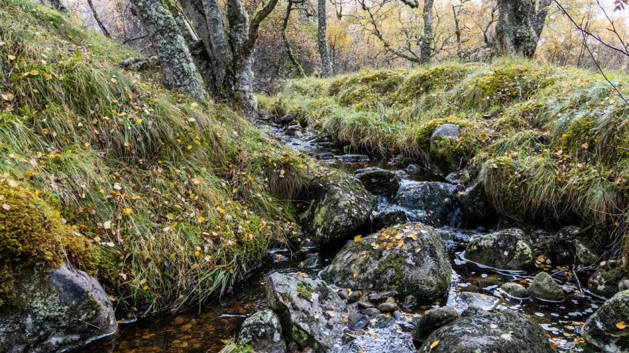 Moray Forest Grazing Birch Woodland 7