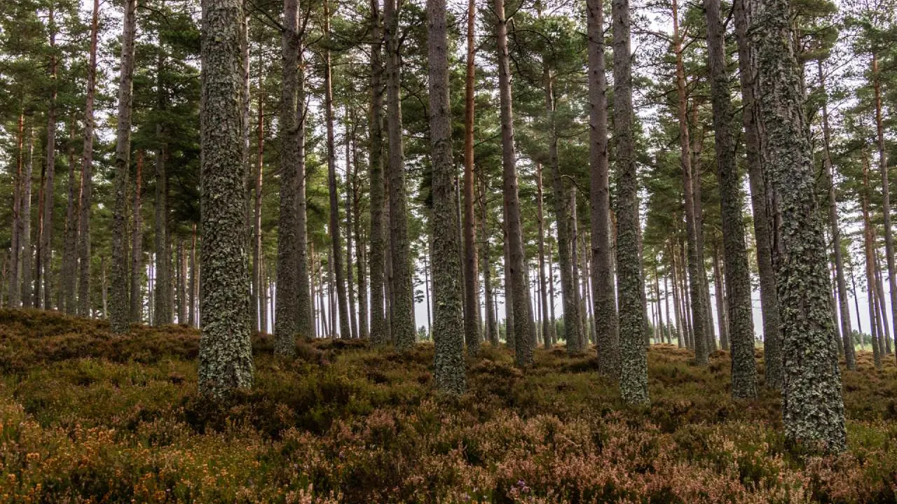 Moray Forest Grazing Commercial Woodland 1
