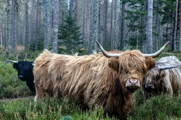 Moray Forest Grazing Highlandcattle 1