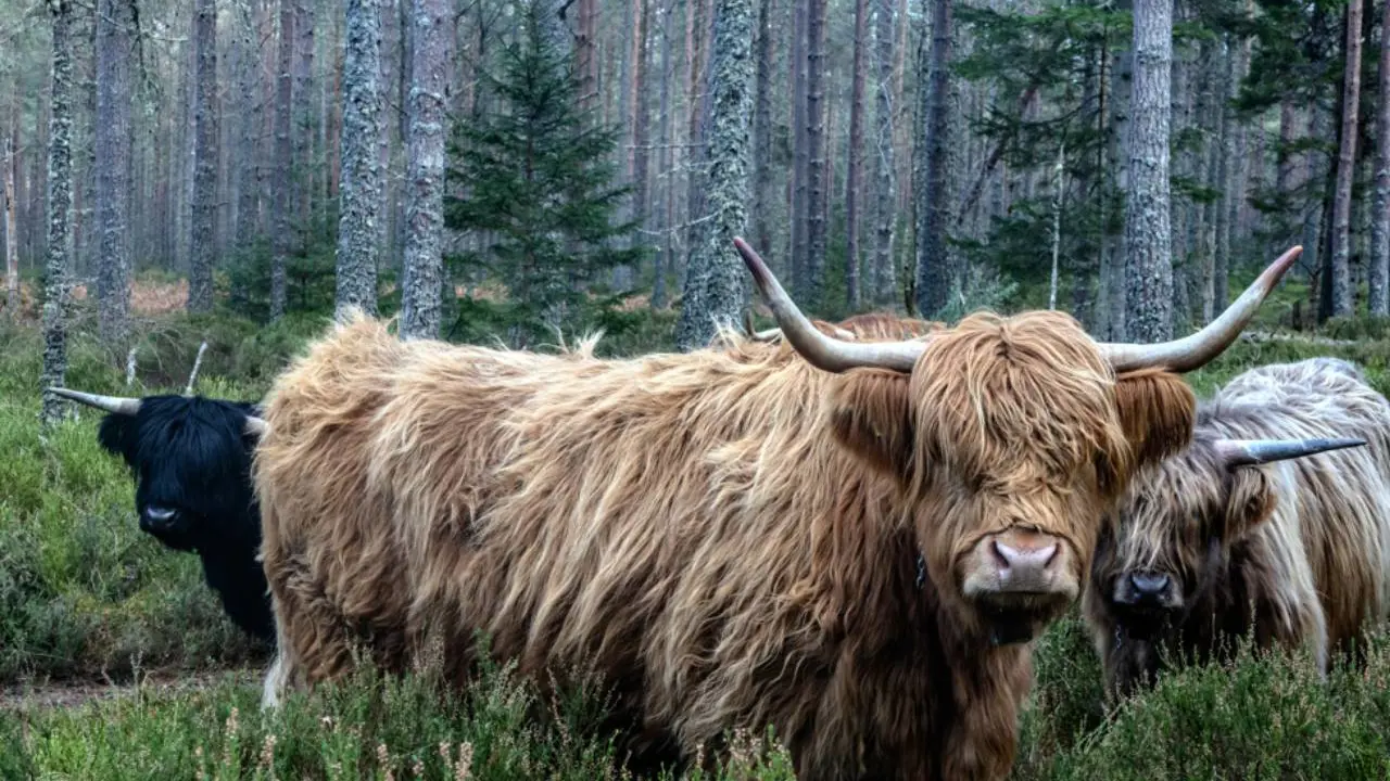 Moray Forest Grazing Highlandcattle 1