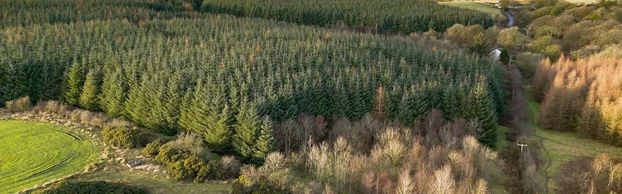 Excellent Forestry Investment Opportunity in Ayrshire: Mosside Wood 1